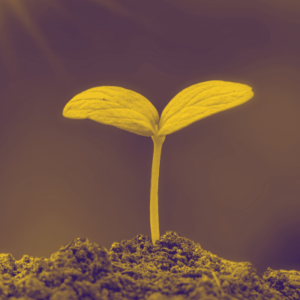 Image of a seedling